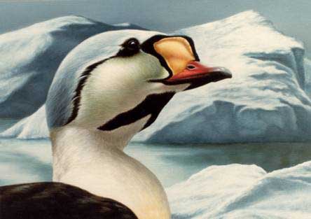 king eider by Nolan Haan