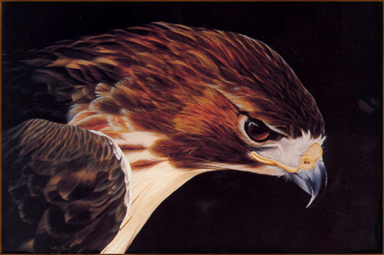 red tailed hawk